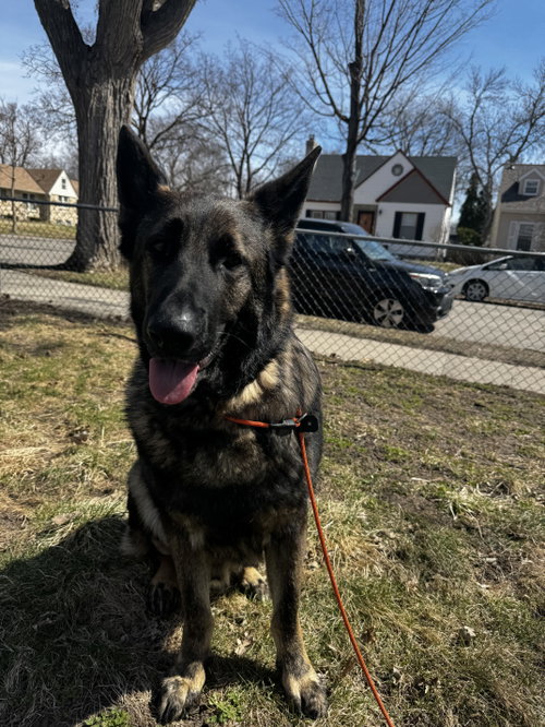 Ranger, an adoptable German Shepherd Dog in St. Louis Park, MN