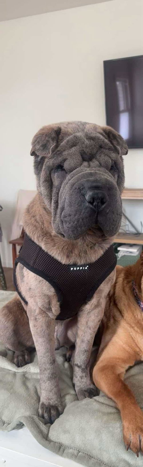 Monkey, an adoptable Shar Pei in St. Louis Park, MN