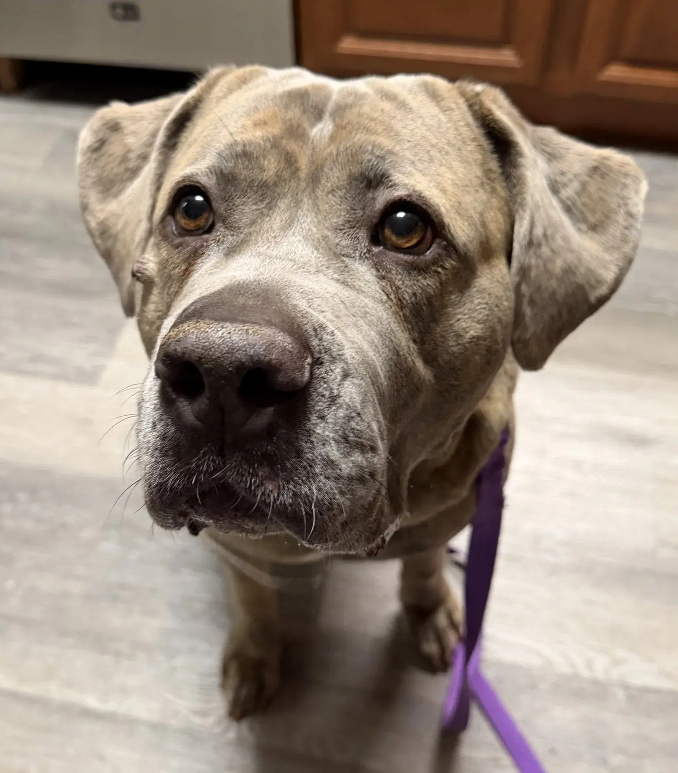 London - Cane Corso Mastiff