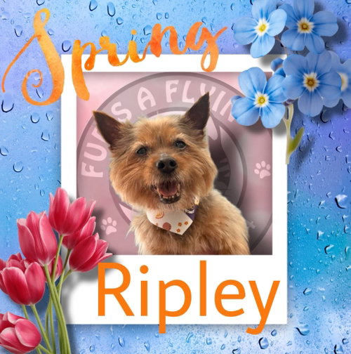 Ripley photo 4
