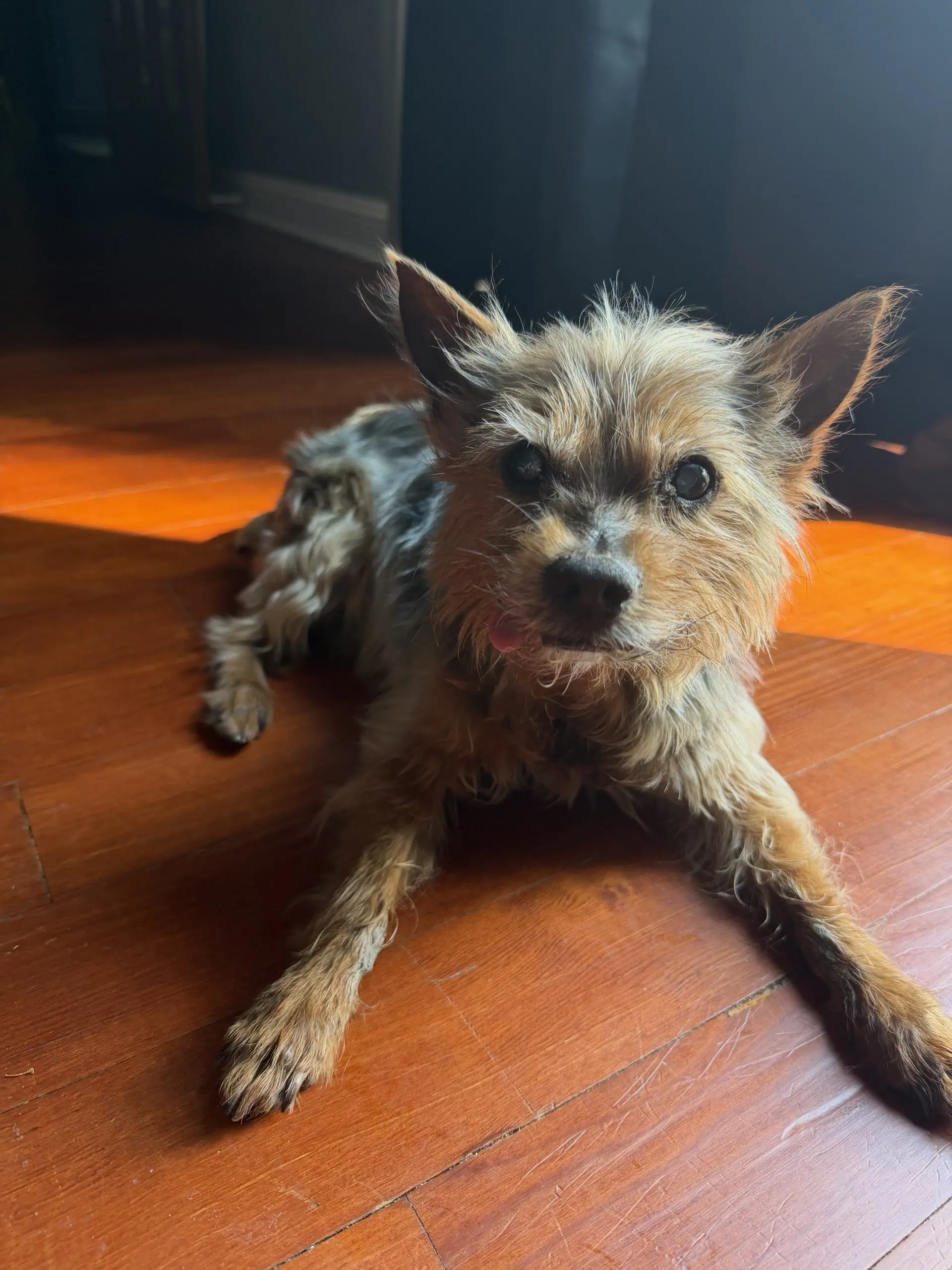 Ripley - Yorkshire Terrier Yorkie