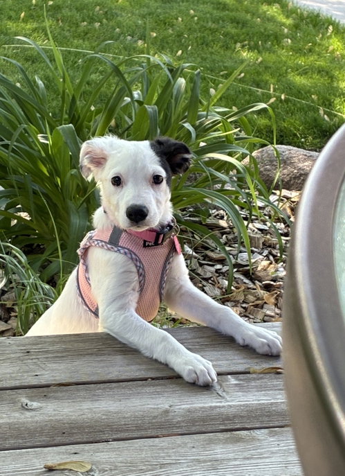 Lola May