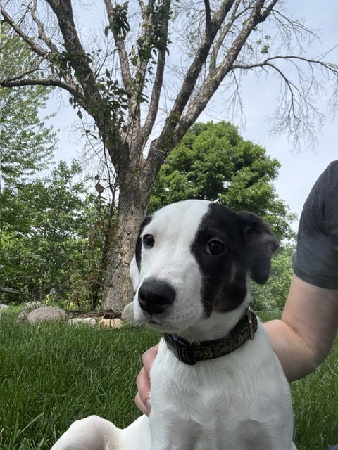 Marshall