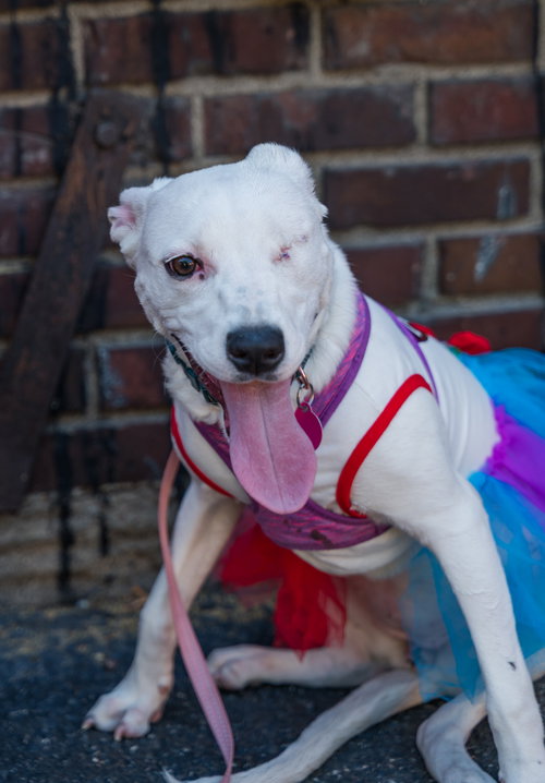 Snow, an adoptable Collie in St. Louis Park, MN