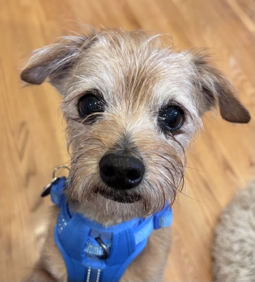 Bear, an adoptable Yorkshire Terrier Yorkie in St. Louis Park, MN