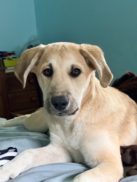 Sweet Pea, an adoptable Shepherd in St. Louis Park, MN