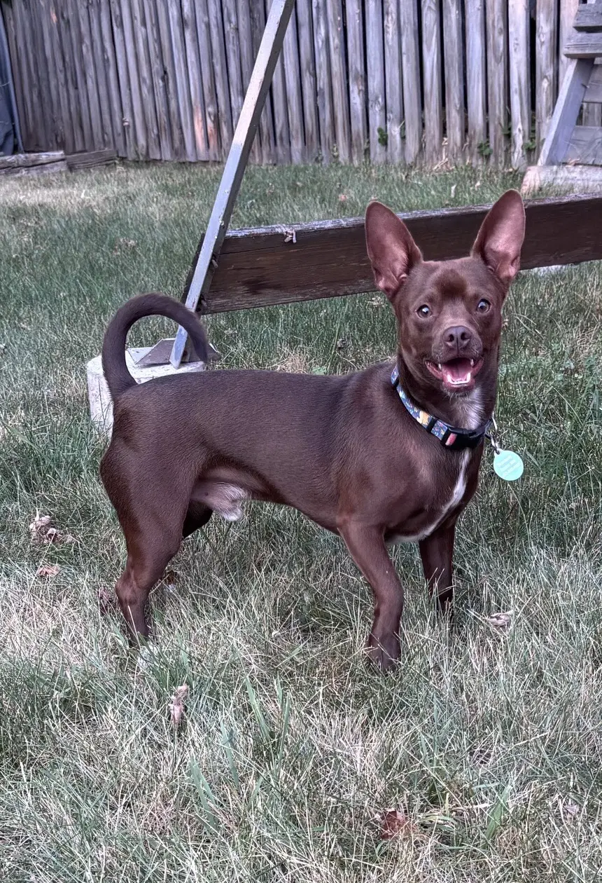 Chewy - Chihuahua