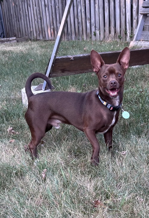 Chewy (Bonded with Ledi)