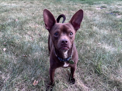 Chewy (Bonded with Ledi) photo 1