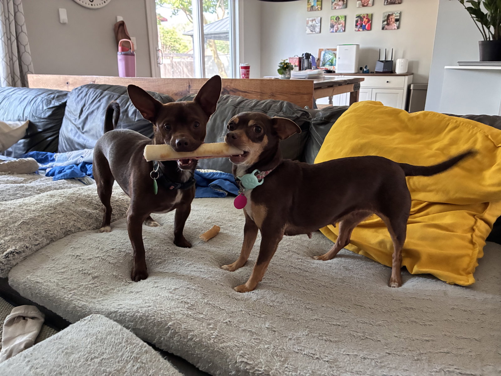Chewy (Bonded with Ledi)