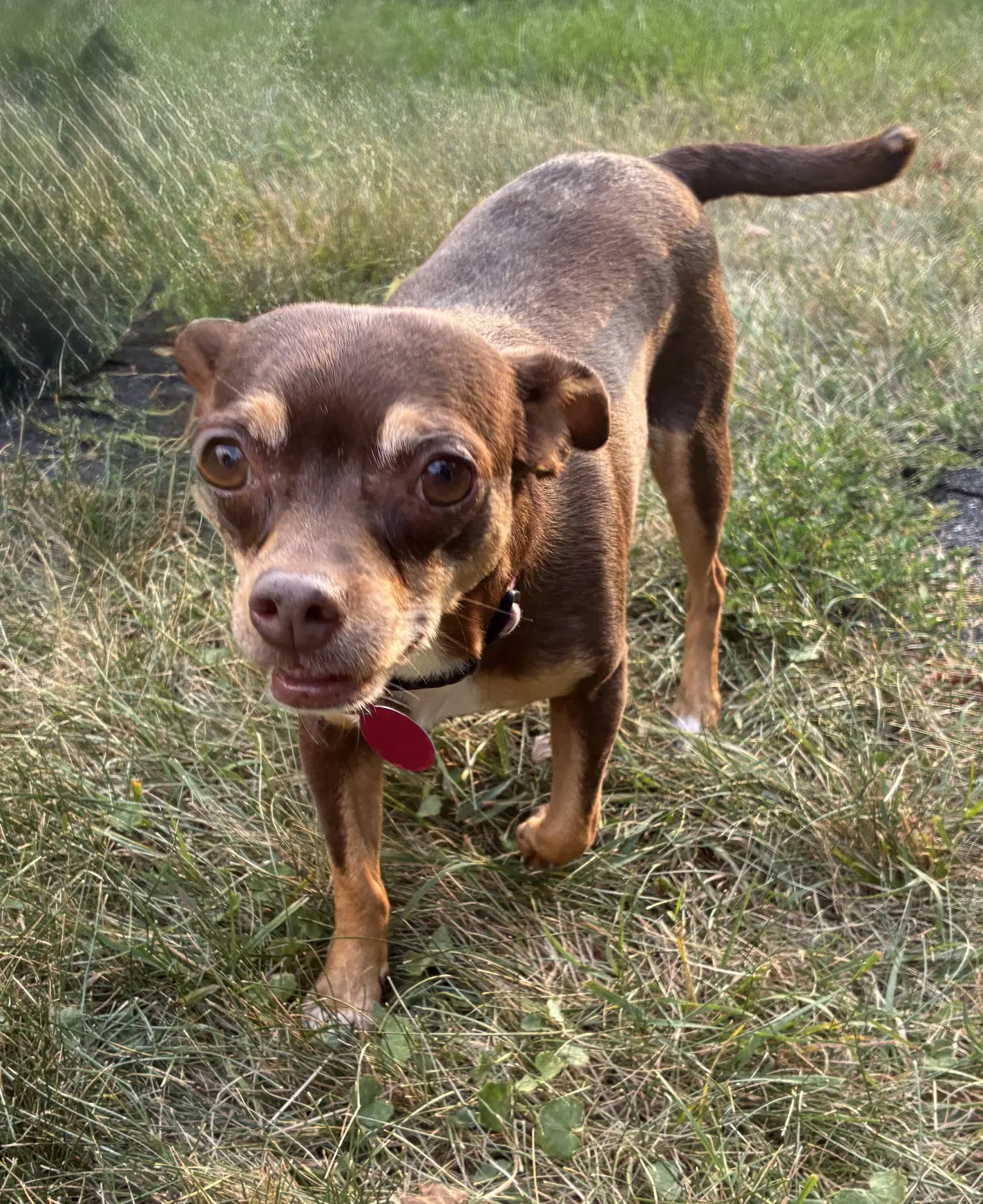 Ledi - Chihuahua