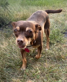 Ledi (Bonded with Chewy)