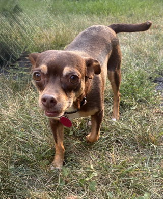 Ledi (Bonded with Chewy)