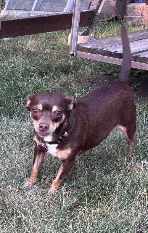 Photo 3 of Ledi (Bonded with Chewy)