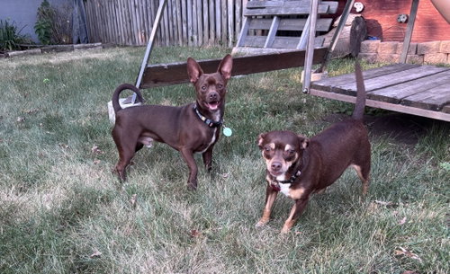 Photo 5 of Ledi (Bonded with Chewy)