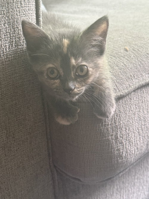 Mila