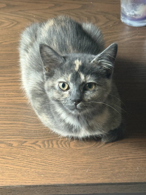 Mila, an adoptable Domestic Short Hair in St. Louis Park, MN