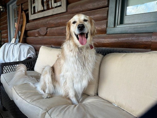 Sadie, an adoptable Golden Retriever in St. Louis Park, MN