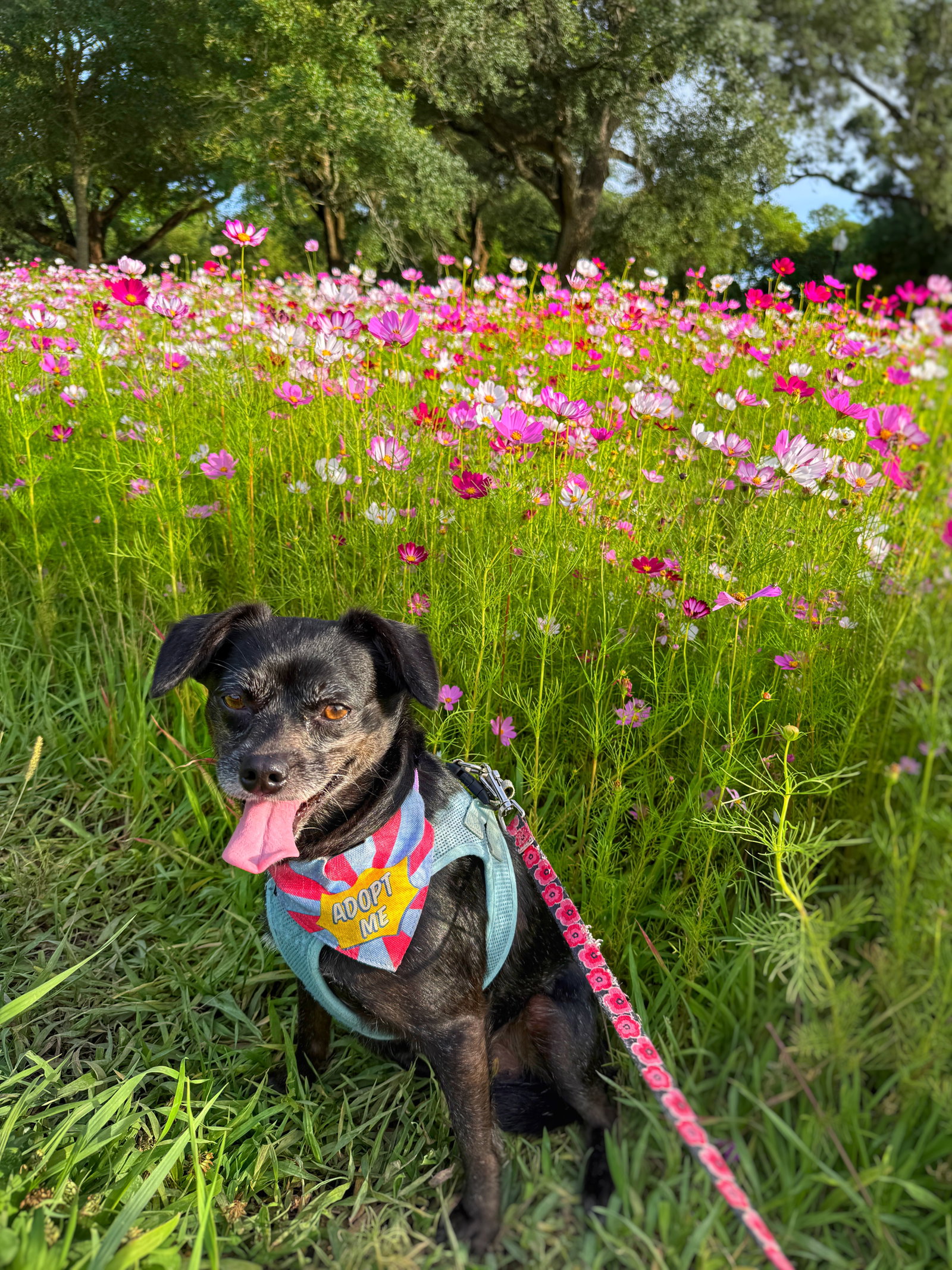 Chiquita