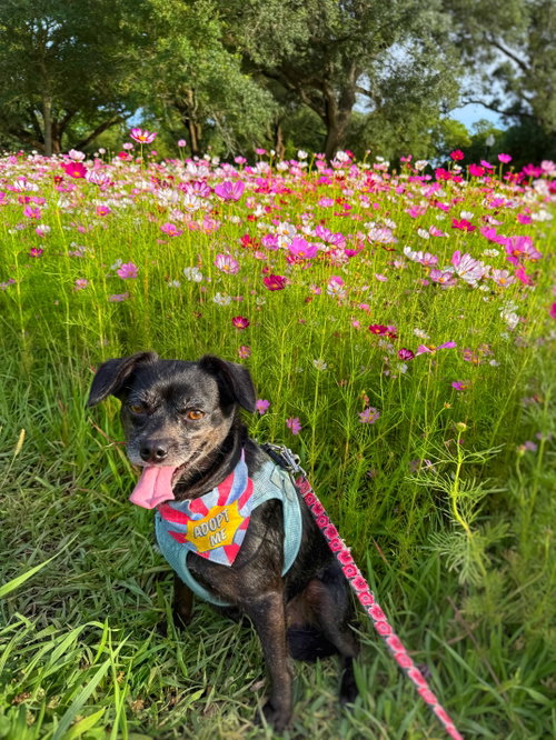 Chiquita, an adoptable Chihuahua in St. Louis Park, MN