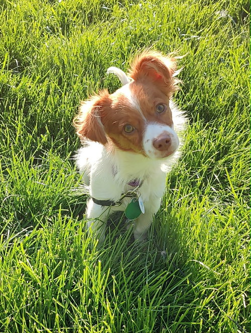 Ginger