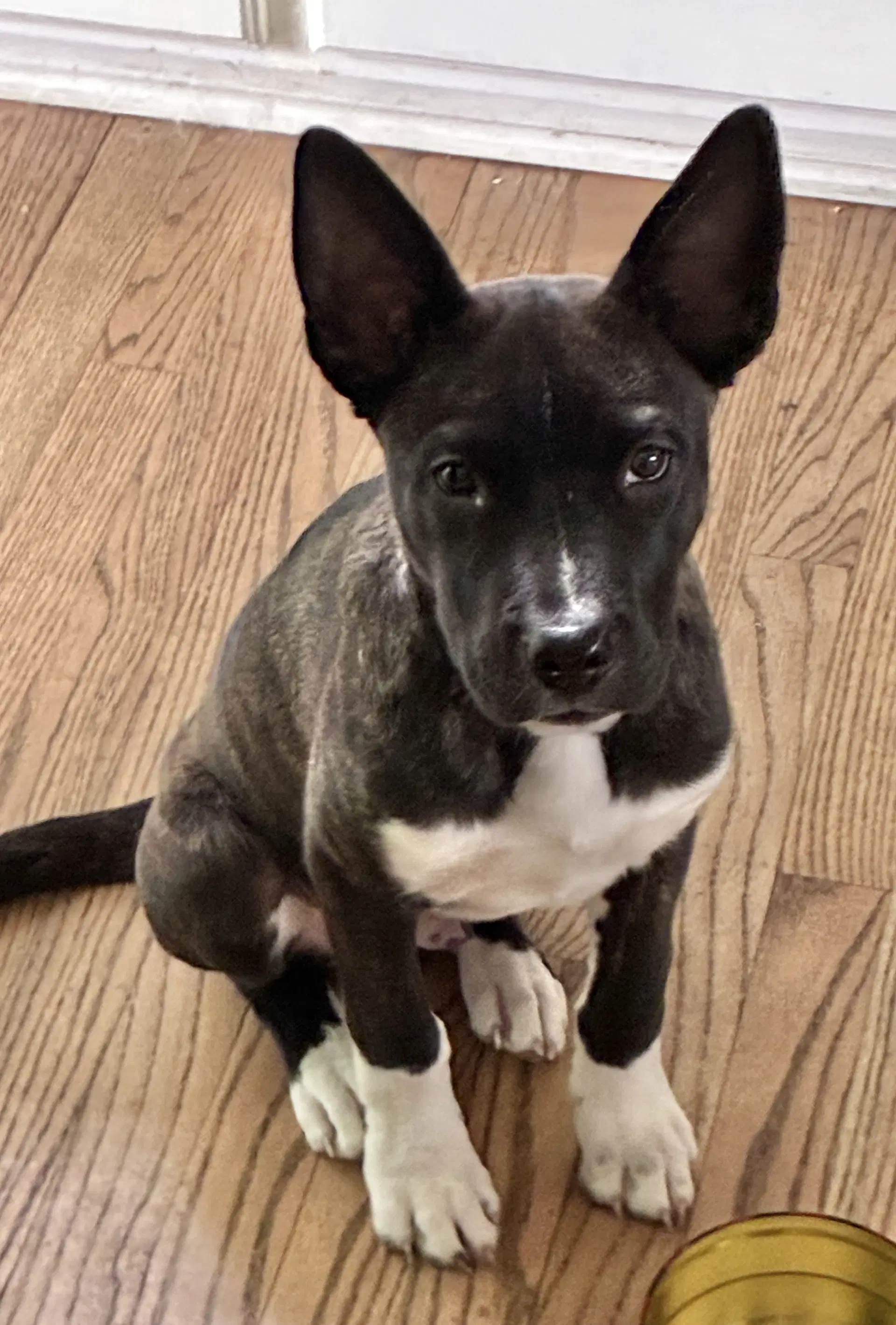 Noah - Pit Bull Terrier
