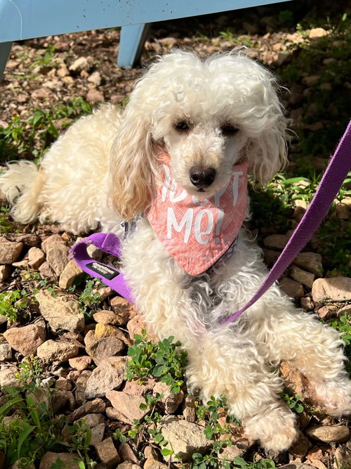 Vince Neil, an adoptable Poodle in St. Louis Park, MN