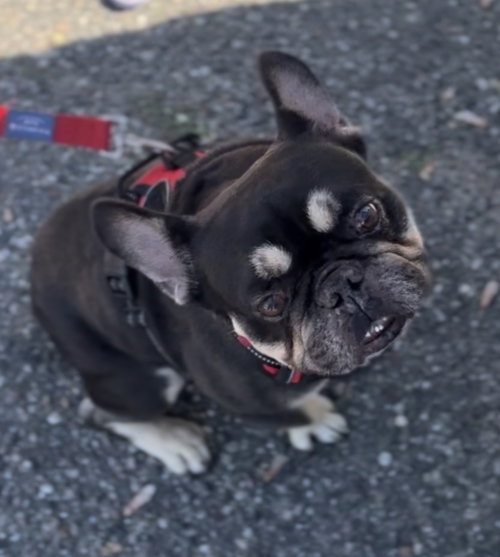 Buddy
