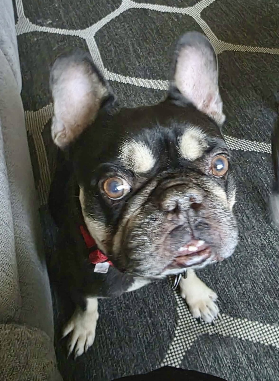 Buddy