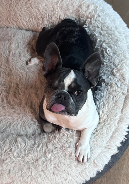 Cardi