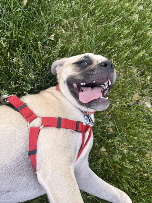 Puggles photo 5