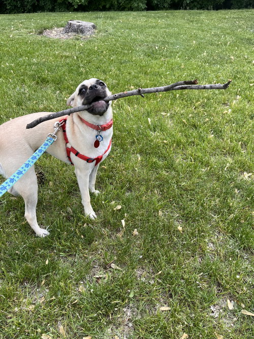 Puggles photo 6