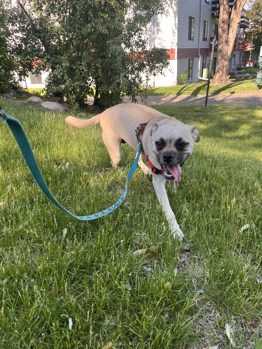 Puggles