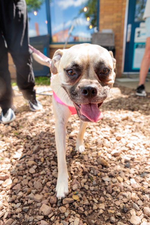 Puggles photo 2