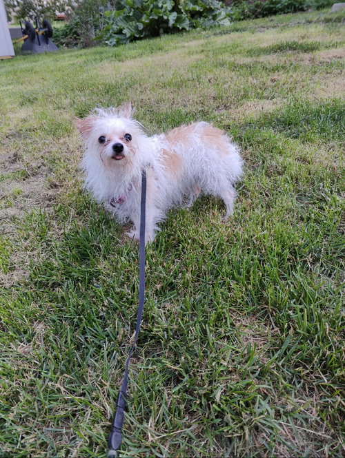Lily photo 2