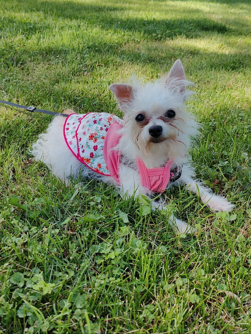 Lily