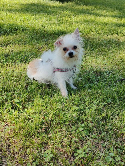 Lily photo 3