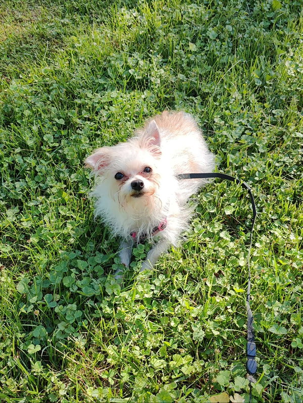 Lily