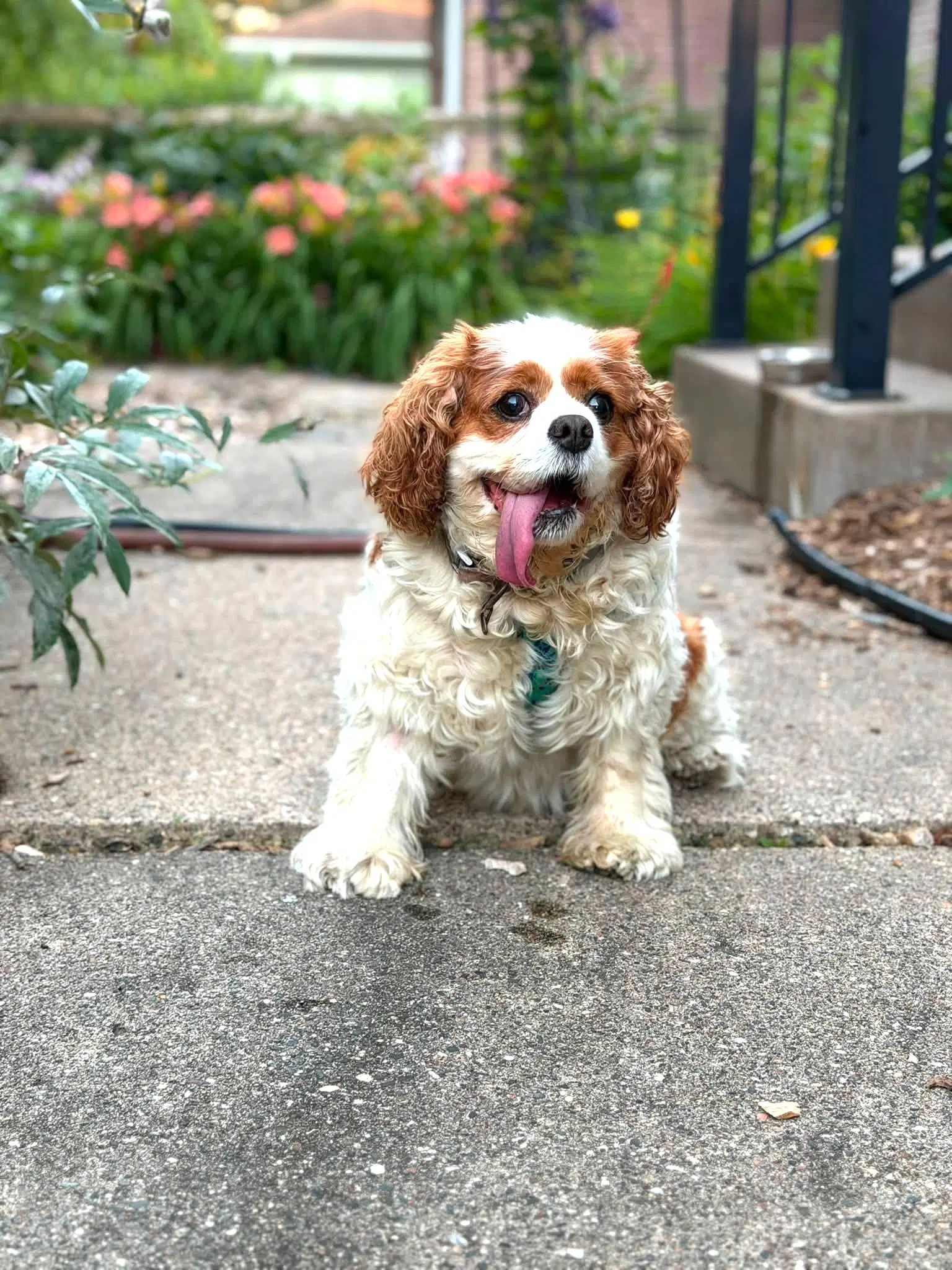 Sunny - Cavalier King Charles Spaniel
