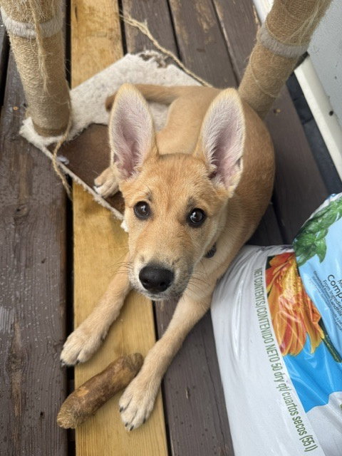 Roo