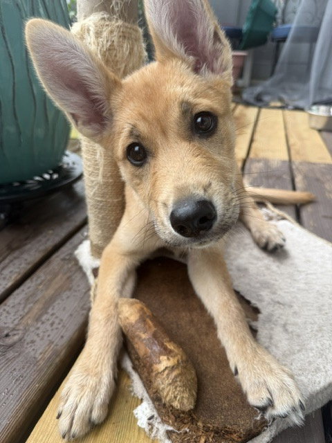Roo photo 2