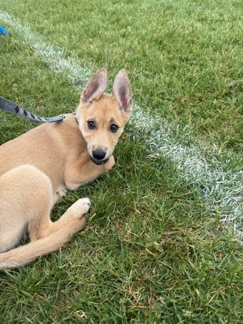 Roo photo 3