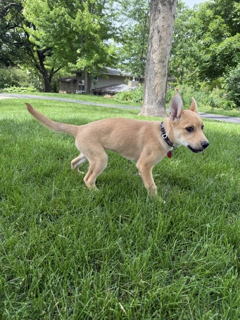 Roo photo 4