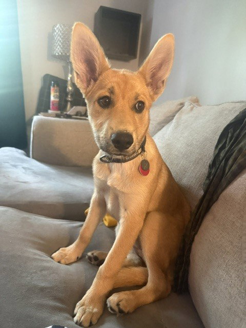 Roo photo 3