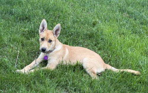 Roo photo 4
