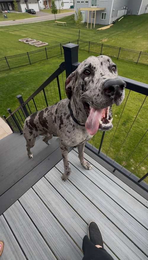 Zeus