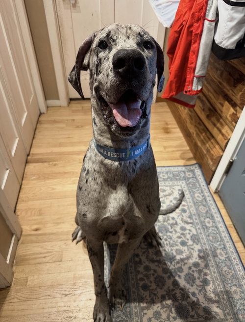 Zeus photo 4