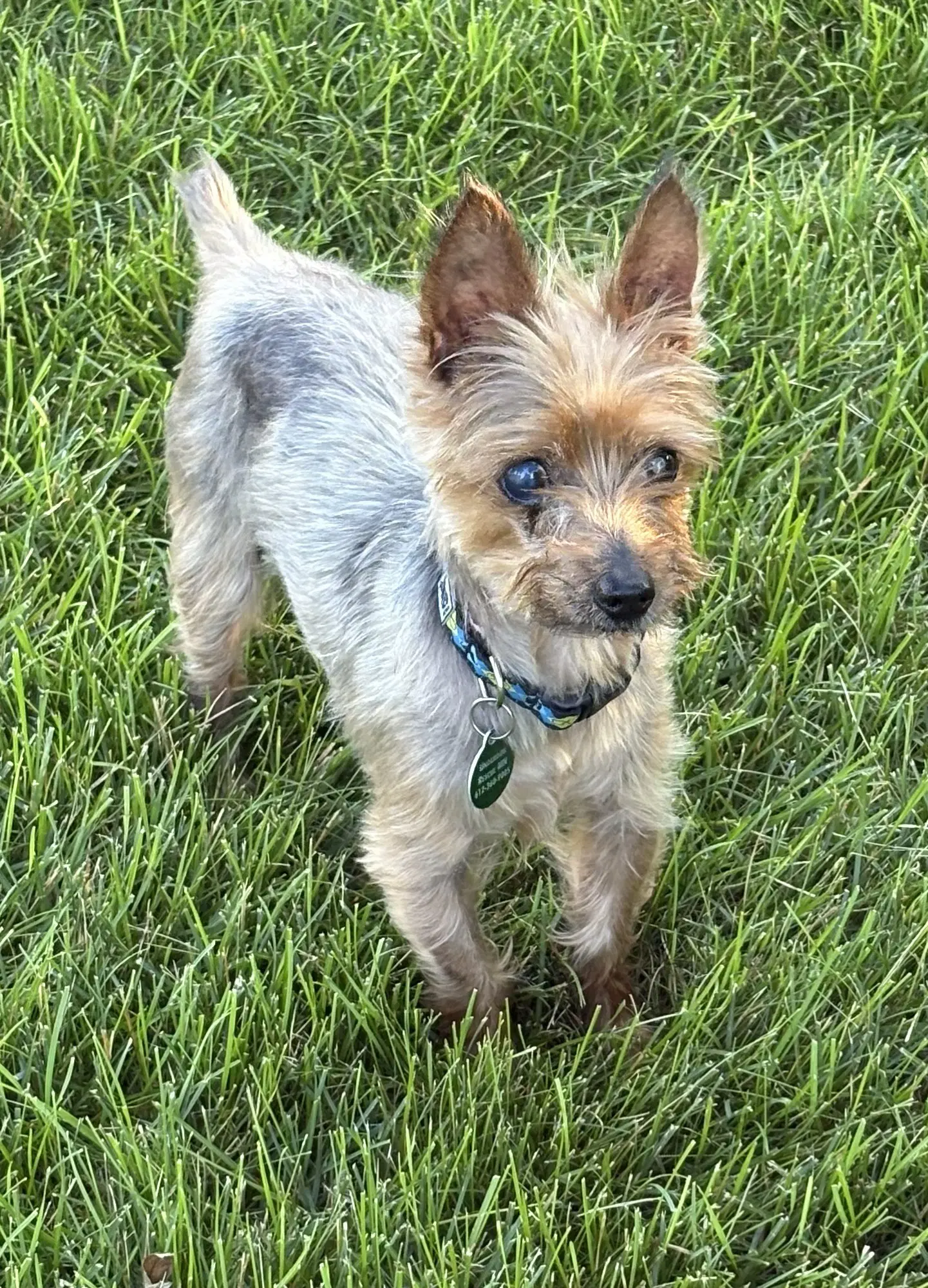 Gandalf - Yorkshire Terrier Yorkie