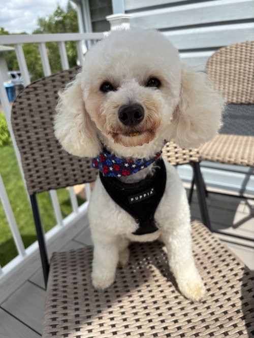 Theo, an adoptable Poodle in St. Louis Park, MN