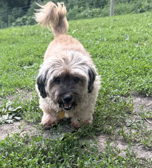 Coco
